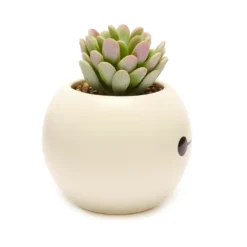 Disney Store Plante Artificielle En Pot Baymax, Les Nouveaux Héros 8 Disney Store Plante Artificielle En Pot Baymax, Les Nouveaux Héros -FUNKO Boutique 465043353962 3